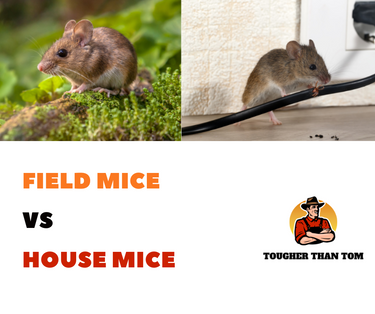 Field Mice vs. House Mice